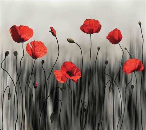 MU1721 Poppy Art ☑️ Photo Wallpaper | Talissa Decor