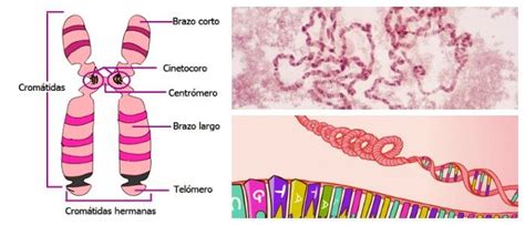 Estructura de los Cromosomas: División Celular, Centrómeros, Estructura y Diferencias - Arriba Salud