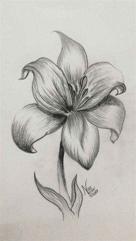 Pencil drawing Lily Easy Pencil Drawings, Nature Sketches Pencil ...