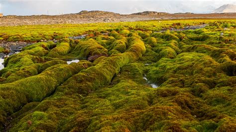 Quiz do lekcji "Arctic tundra - adaptations of plants to the climate“ - Polarpedia