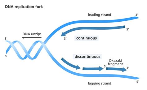 5.4 DNA Replication – Human Biology