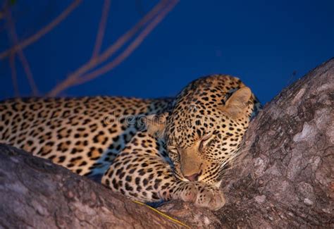 Leopard Sleeping on the Tree Stock Photo - Image of panthera, sleeping: 13665514