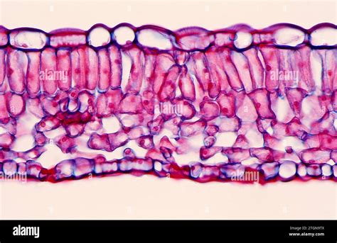 Leaf, cross section showing upper epidermis, palisade parenchyma, phloem, xylem, spongy ...