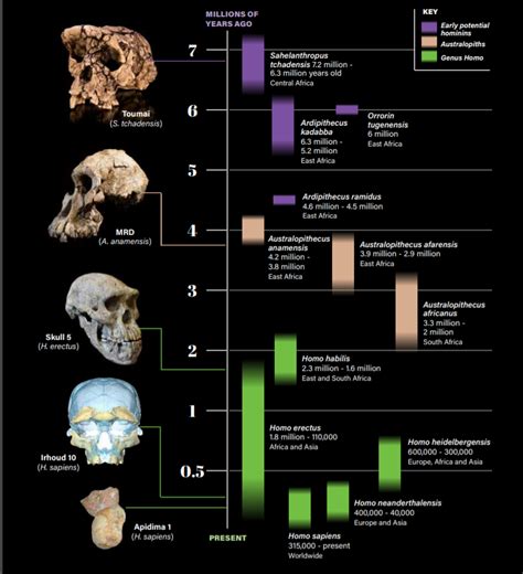 Homo Naledi skull replica reconstruction Full-size reconstruction Hominid ancient people skull ...