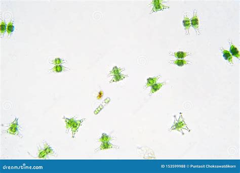 Freshwater Aquatic Zooplankton And Algae Under Microscope View Stock ...