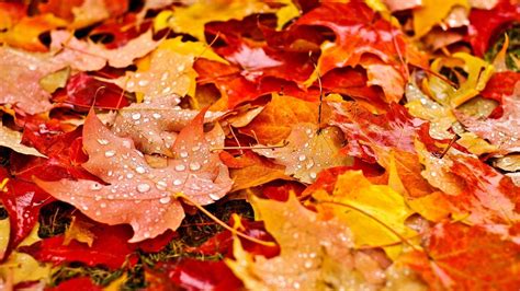 Fall Leaves Wallpapers - Top Free Fall Leaves Backgrounds - WallpaperAccess