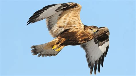 Where Can I Go to Watch Hawk Migration? | All About Birds