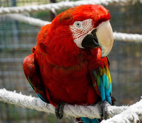 Baby – Greenwing Macaw – The Gabriel Foundation