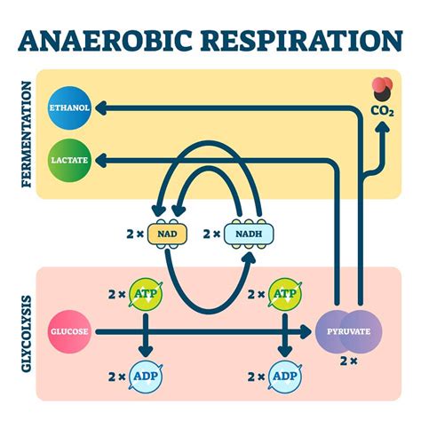 14+ Anaerobic Cellular Respiration Diagram - ElahCalina