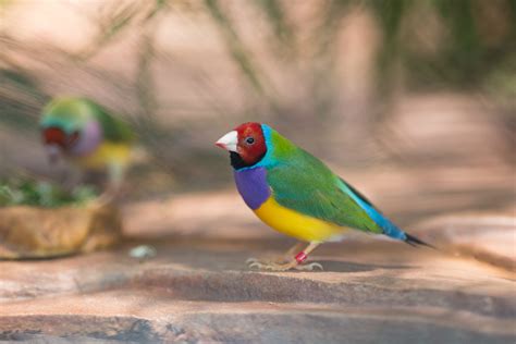 Gouldian Finch | California Academy of Sciences