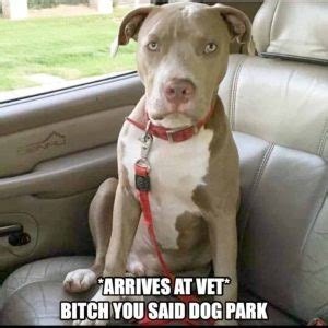 50+ Best Pitbull Memes