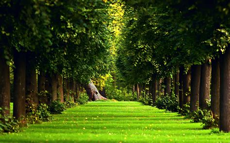 forest, Simple Background, Trees, Path, Nature, Landscape Wallpapers HD / Desktop and Mobile ...