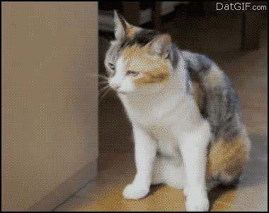 Catnip GIF - Find & Share on GIPHY