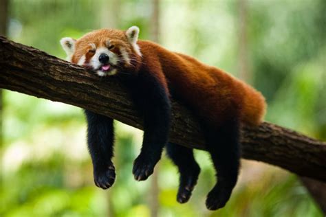 🔥 [50+] Baby Red Panda Wallpapers | WallpaperSafari