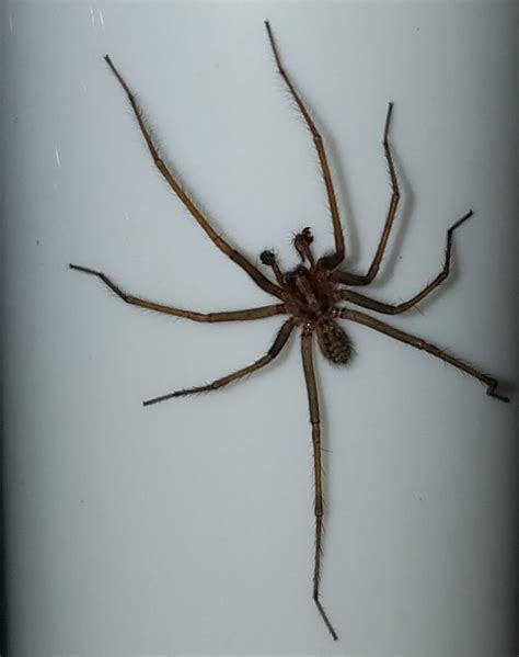 Please help identify giant house spider vs. hobo, southern Oregon. This ...