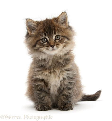 Brown tabby Maine Coon kitten, 7 weeks old, sitting photo WP23684