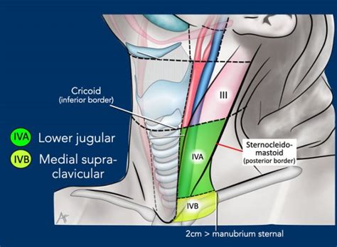 Jugular Lymph Nodes