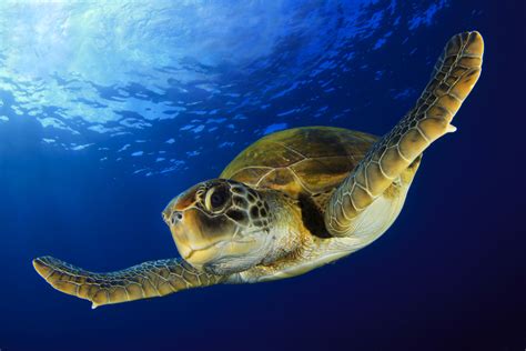 Green Sea Turtle Facts - CRITTERFACTS