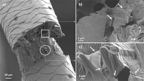 Polar Bear Fur Microscope