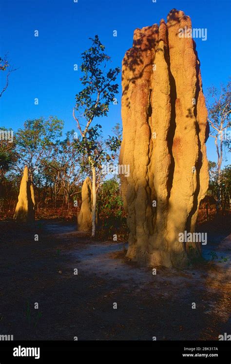 Termite hills, termites, Termitoidae, insect, animal, Kakadu National Park, Australia Stock ...