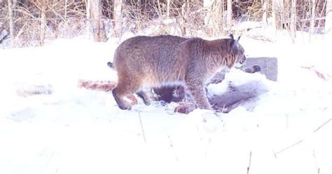 √ Michigan Bobcat Hunting Season - Alumn Photograph