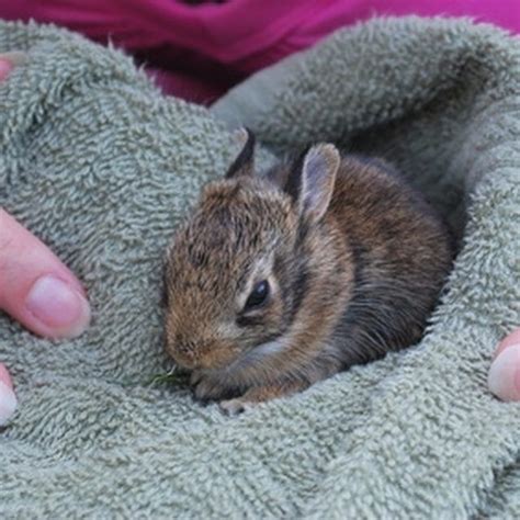 how to care for baby bunnies in yard - Erwin Arevalo