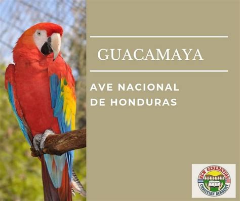 GUACAMAYA AVE NACIONAL... - New Generation Christian Academy