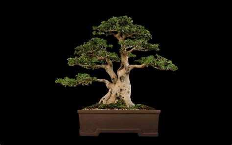 Bonsai Tree Wallpapers - Wallpaper Cave