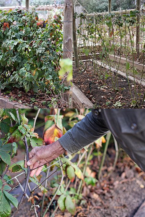 How to Prune Blackberries