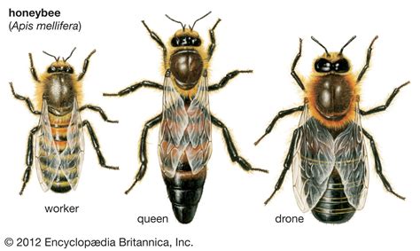 worker bee | insect | Britannica