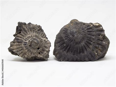 Ammonites. Ancient fossils. Paleontology. The science. Stock Photo | Adobe Stock