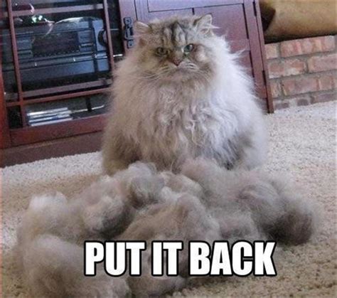 funny pictures, cat hair - Dump A Day