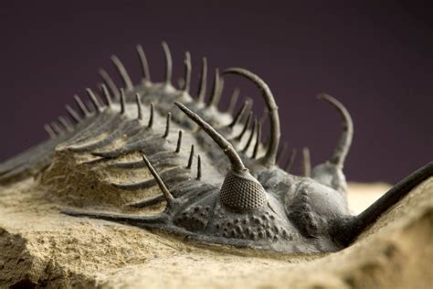 terrific trilobite! | Trilobite fossil, Trilobite, Fossils