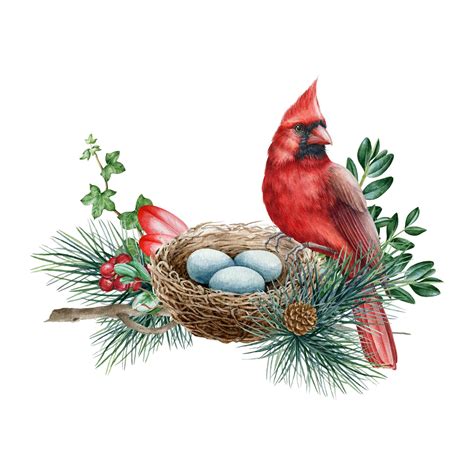 Premium Photo | Cardinal bird on the nest in pine branches Watercolor illustration Red cardinal ...