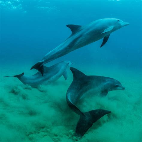 Bottlenose Dolphins Swimming