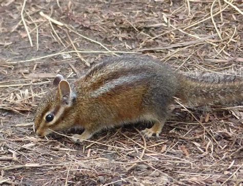 20 Types of Chipmunks: Species, Identification, and Photos