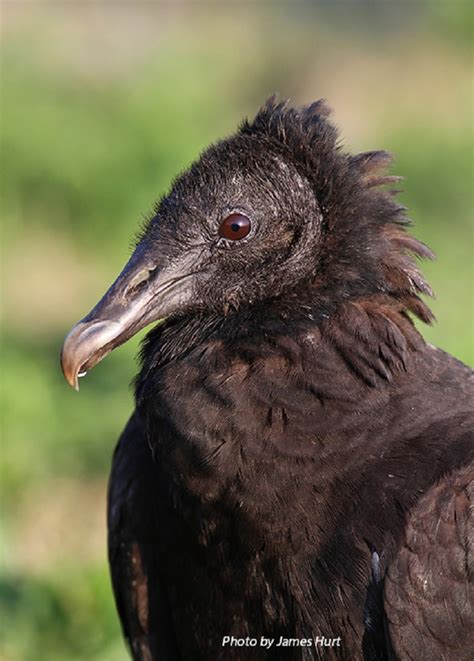 Tennessee Watchable Wildlife | Black Vulture - Habitat: 1