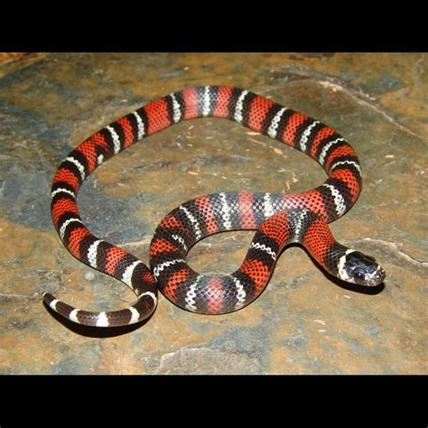 Black Milk Snakes (Lampropeltis triangulum gaigeae)