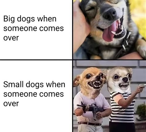 Big dogs vs Small dogs : r/memes