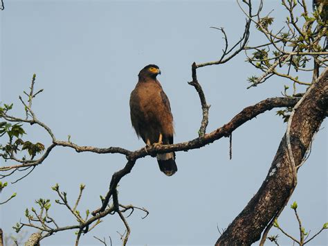 Eagle Nests Photos, Download The BEST Free Eagle Nests Stock Photos ...