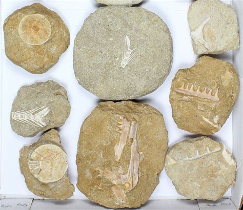 Flat: Cretaceous Marine Vertebrate Fossils - 14 Pieces (#96114) For Sale - FossilEra.com