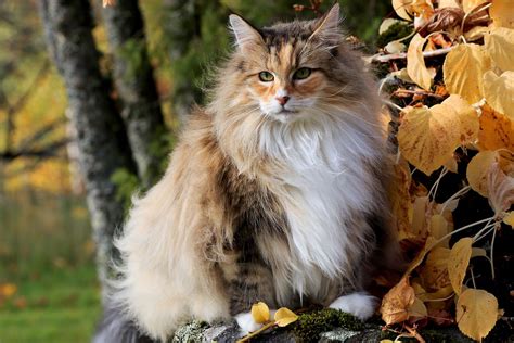 Norwegian Forest Cat Breed - CatPedia