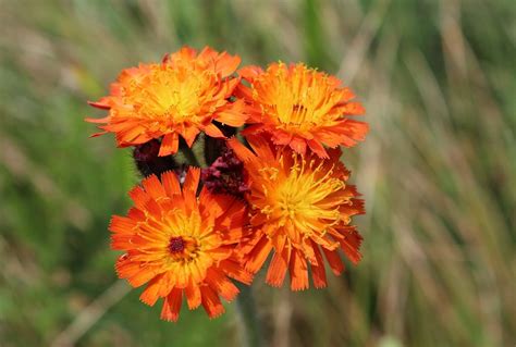 PEI Wildflowers :: Orange