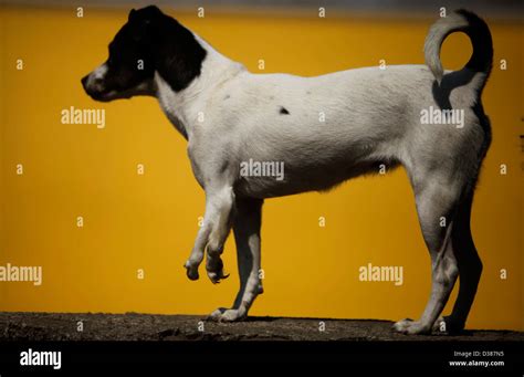 A dog with a deformed leg plays at the "Milagros Caninos," or Canine Miracles dog sanctuary in ...