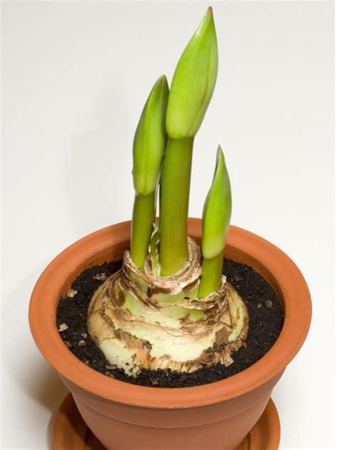 Amaryllis Offsets - Propagating An Amaryllis Bulb From Amaryllis Bulblets