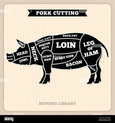 Pork, pig meat cutting vector vintage chart, cuts guide diagram. Pig ...