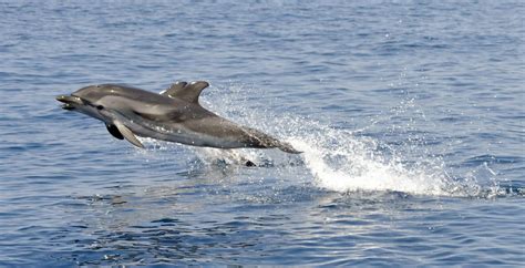 Cantina San Giorgio supports Jonian Dolphin Conservation - Tinazzi