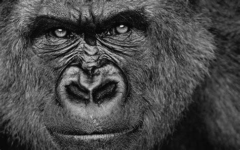 Gorilla Wallpapers - Top Free Gorilla Backgrounds - WallpaperAccess