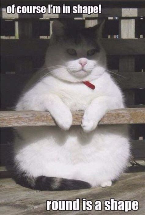 Best Fat Cat Memes - Funny Fat Cat Pictures with Quotes