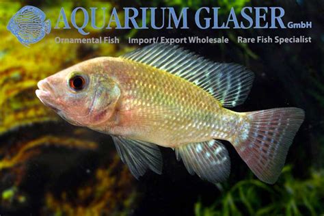 Oreochromis niloticus - Aquarium Glaser GmbH